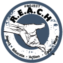 Reach Logo Maroon
